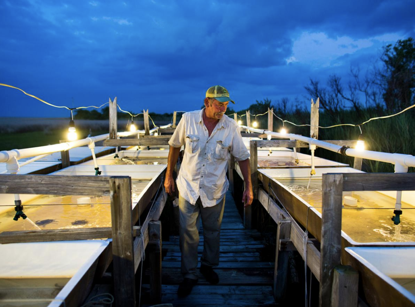 Fisherman on Tangier Island, VA