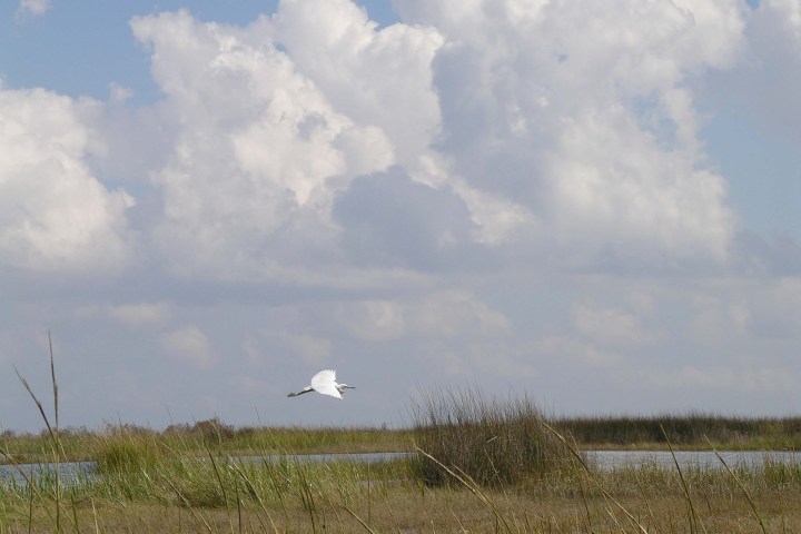Marine bird flying through wetlands on Tangier Island